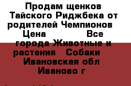 Продам щенков Тайского Риджбека от родителей Чемпионов › Цена ­ 30 000 - Все города Животные и растения » Собаки   . Ивановская обл.,Иваново г.